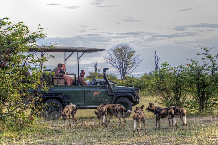 Chitabe Camp Game Drive Wild Dogs