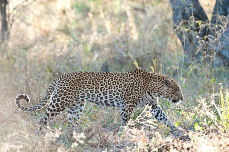 Chitabe Camp Leopard