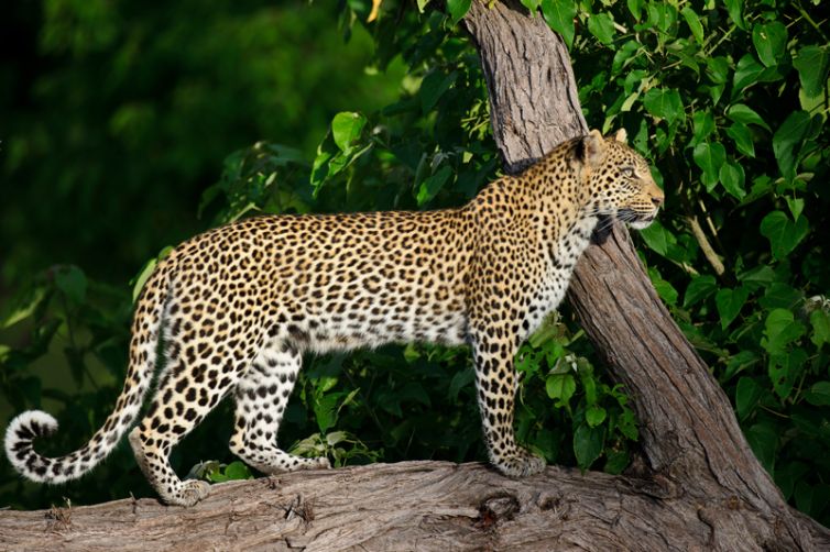 Chitabe Camp Leopard