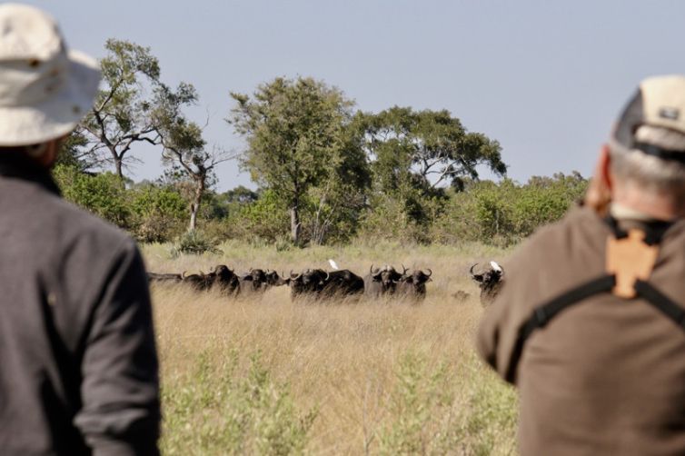 David Foot Walking Safaris Buffalo