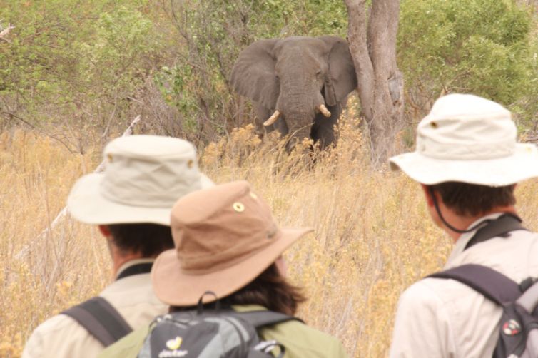 David Foot Walking Safaris Elephant