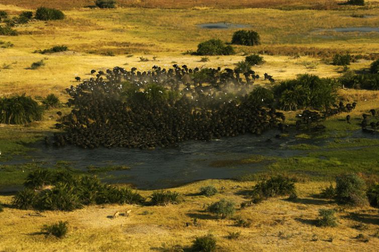 Duba Plains Buffalo Herd