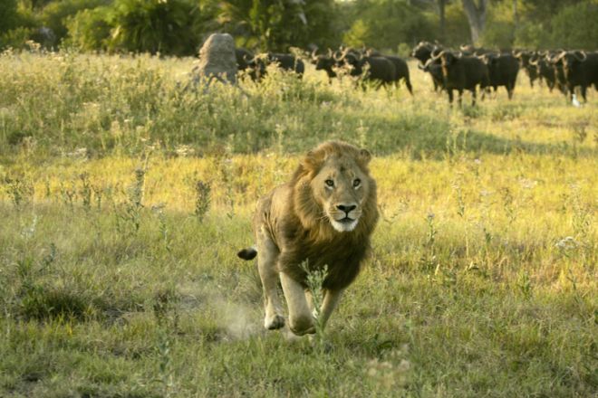 Duba Plains Lion Buffalo