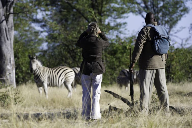 Golden Africa Safaris Walking Zebra Khwai