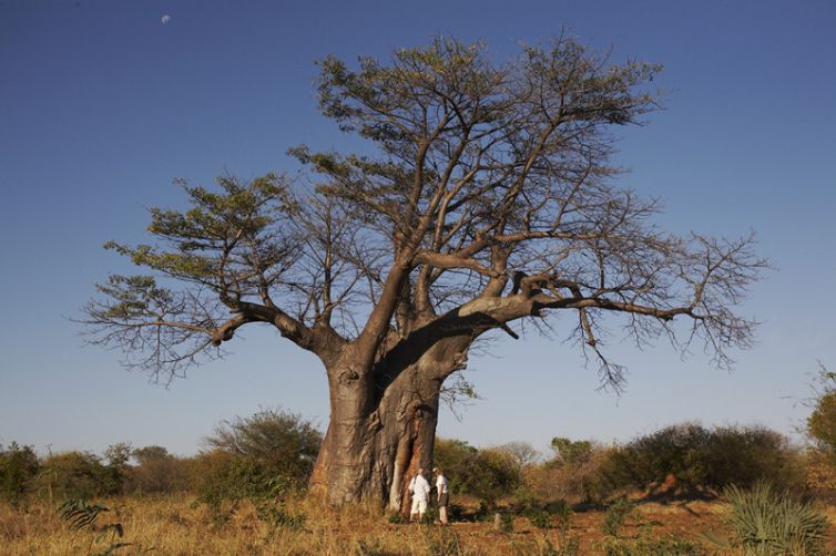 Islands of Siankaba Walk Baobab