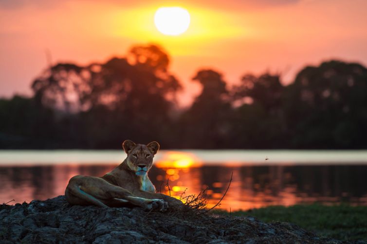 Jeffery & McKeith Lion Sunset