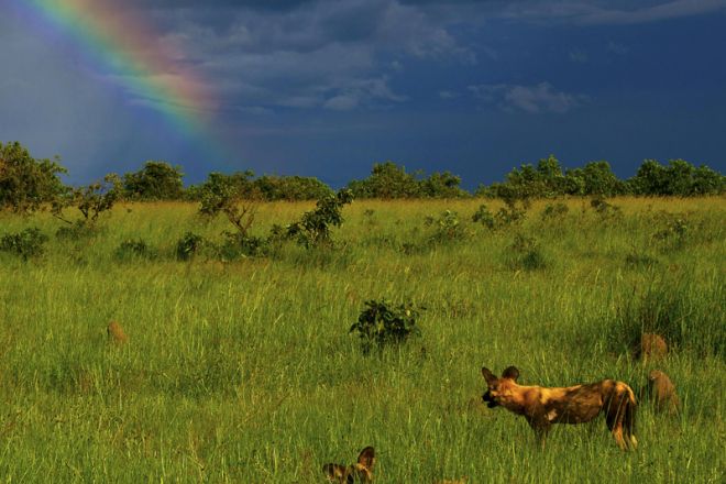 Jeffery & McKeith Wild Dog Rainbow