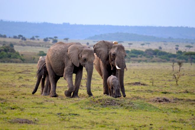 Kicheche Mara Elephant Project