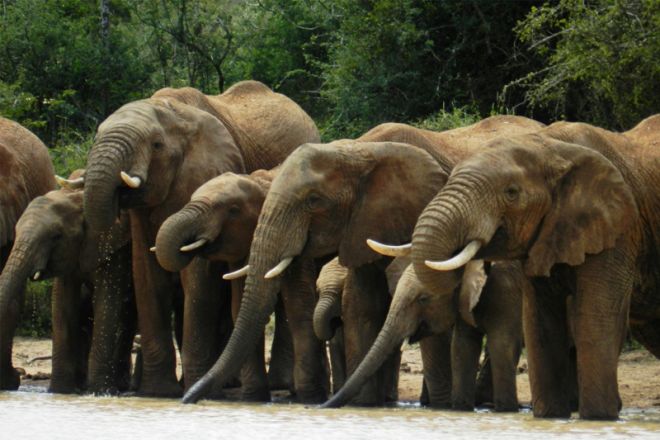 Laikipia Wilderness Camp Elephants Drinking at Dam