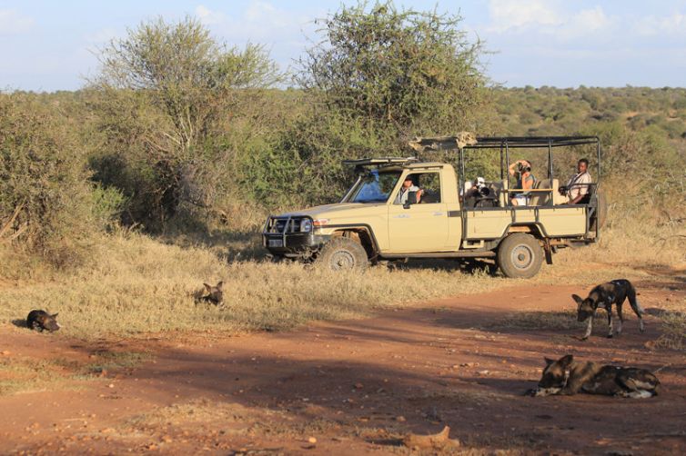 Laikipia Wilderness Camp Game Drive Wild Dogs