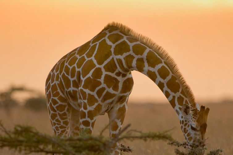 Laikipia Wilderness Camp Giraffe Sunset