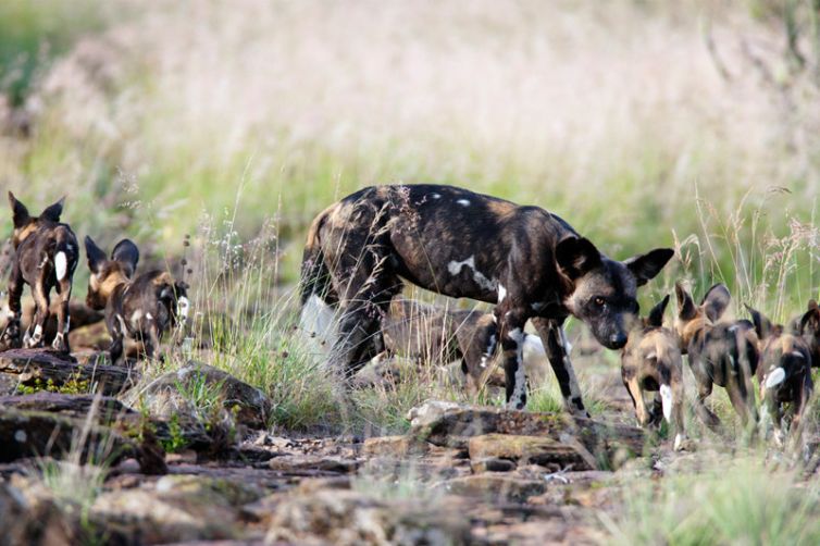 Laikipia Wilderness Camp Wild Dog and Puppies