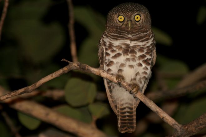 Letaka Private Mobile Safaris Barred Owl
