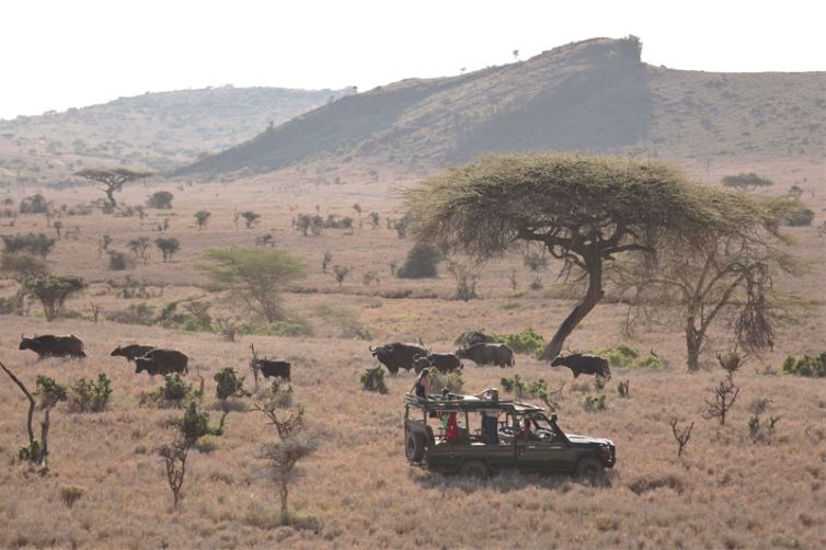 Lewa Wilderness Camp Game Drive with Buffalo