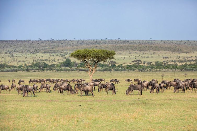 Mara Plains Camp - Africa Safari Holiday Specialists, Tailor-Made Safari Trips