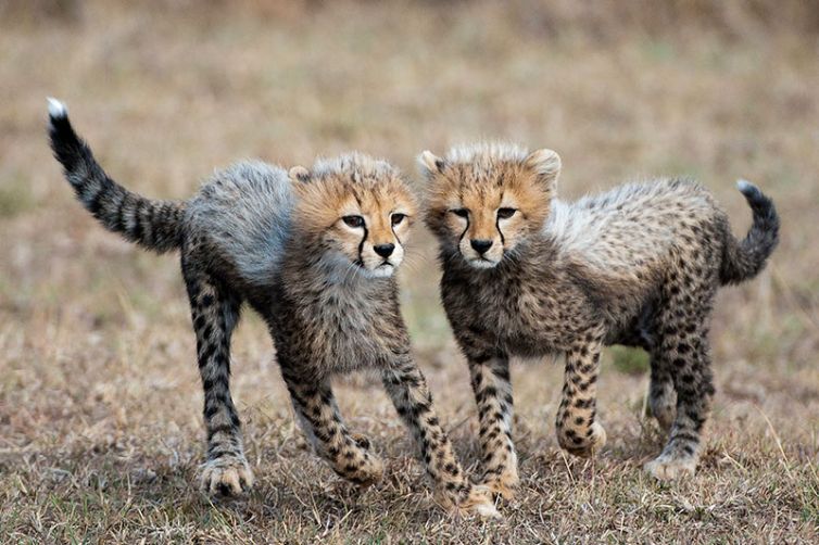 Mara Plains Camp - Africa Safari Holiday Specialists, Tailor-Made Safari Trips