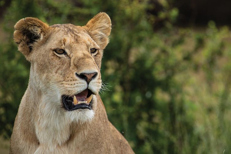 Mara Plains Camp - Africa Safari Holiday Specialists, Tailor-Made Safari Trips