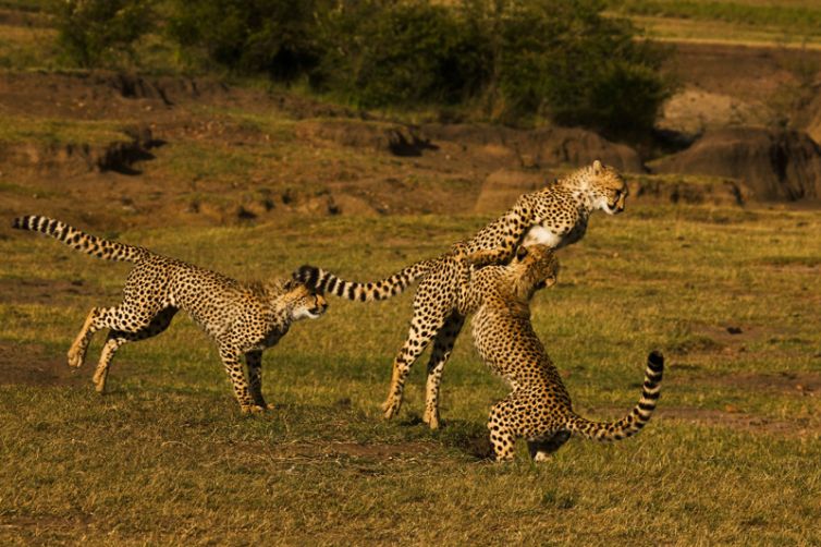 Mara Plains Camp Cheetah Playing