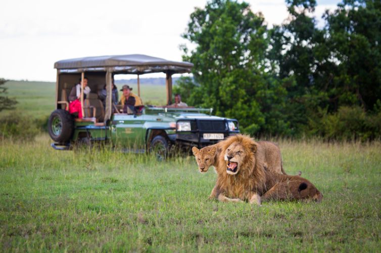Mara Plains Camp Game Drive Lion Pair