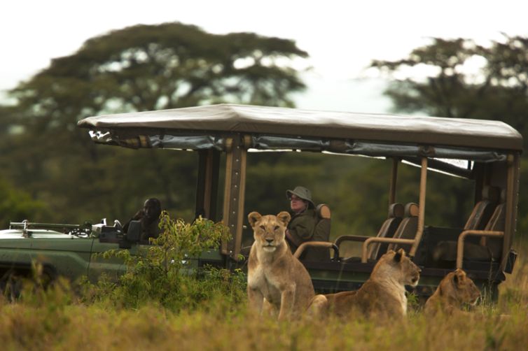 Mara Plains Camp Game Drive with Lion