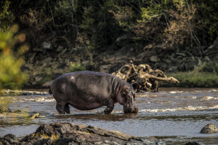 Mara Plains Camp Hippo out of water