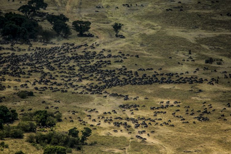 Mara Plains Camp Migration Aerial