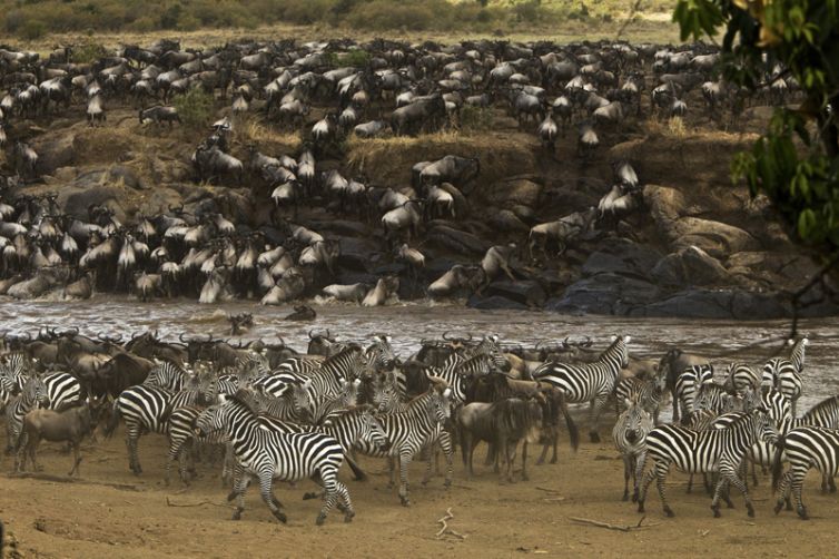 Mara Plains Camp Migration Zebra Wildebeest