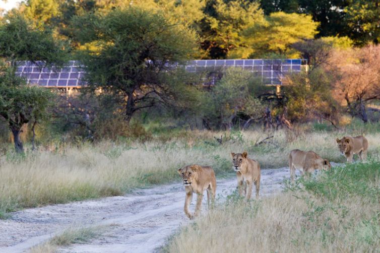 Mombo Camp Solar Lions