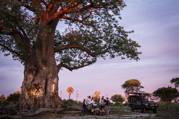 Mombo Camp Sundowner Baobab Bob