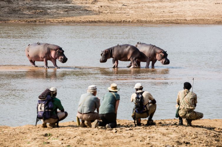 Mwaleshi Camp Walking Hippo