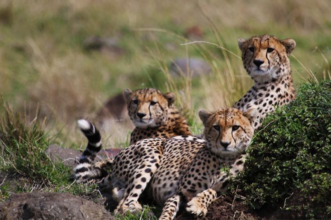 Offbeat Mara Camp Cheetah
