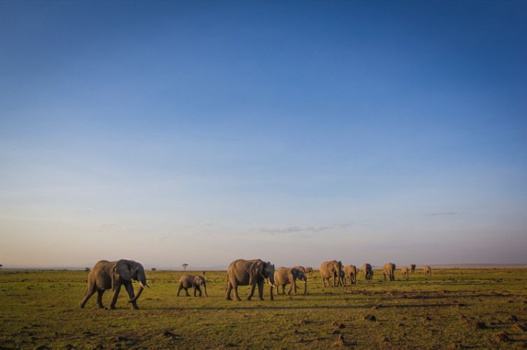 Offbeat Mara Camp Elephants