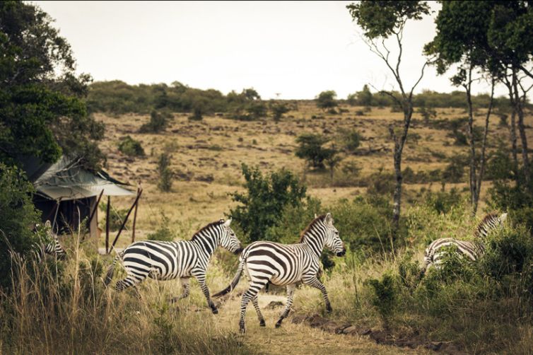 Offbeat Mara Camp Tent Setting Zebra