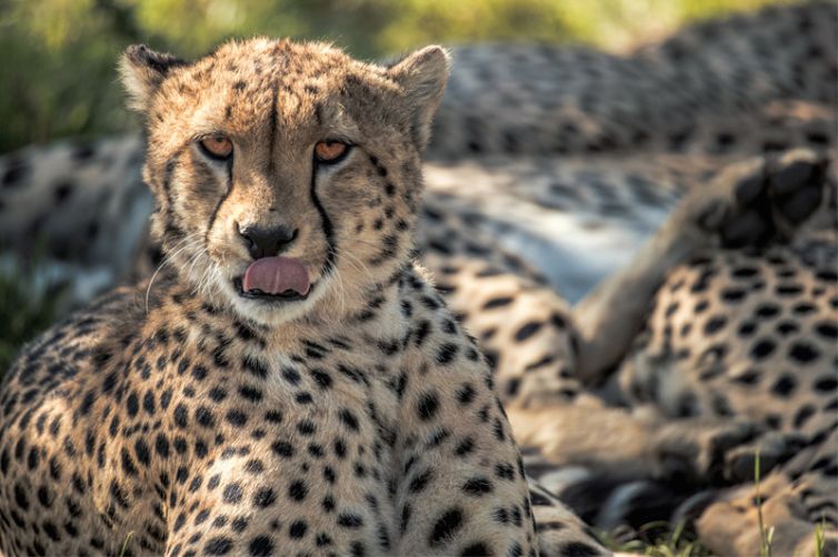 Ol Seki Hemingways Mara Cheetah