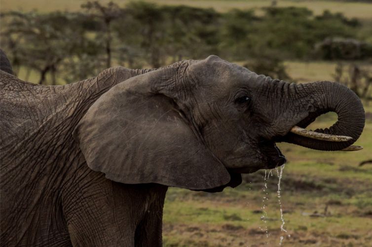 Ol Seki Hemingways Mara Elephant