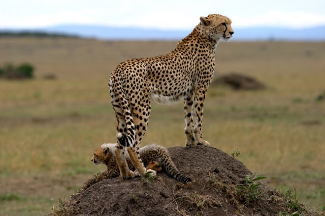 Richards River Camp Cheetah and Cub