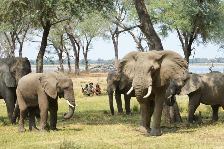 Sausage Tree Camp Walk Elephant