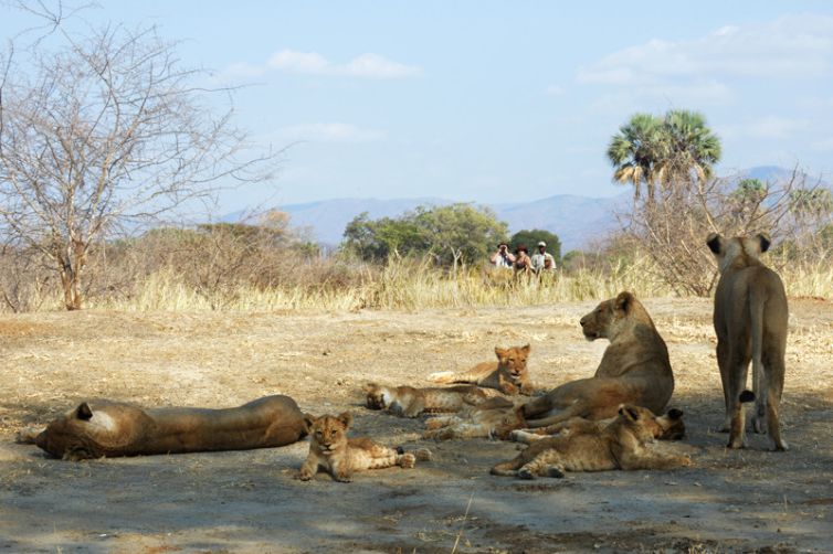 Sausage Tree Camp Walk Lion