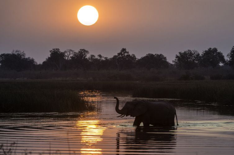 Savuti Camp Elephant Crossing Sunset