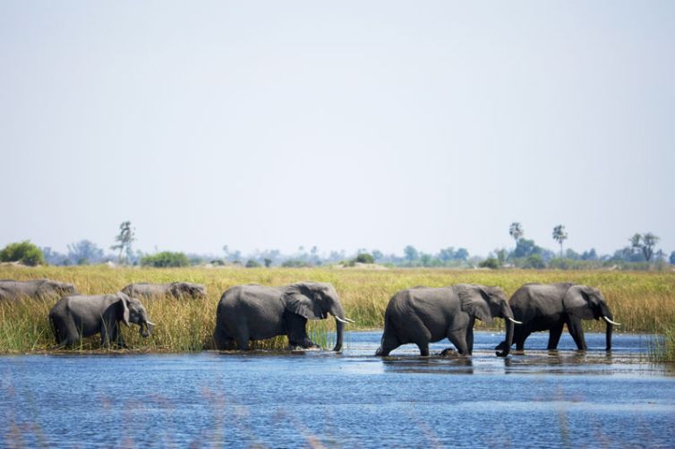 Selinda Camp Elephant Crossing Water