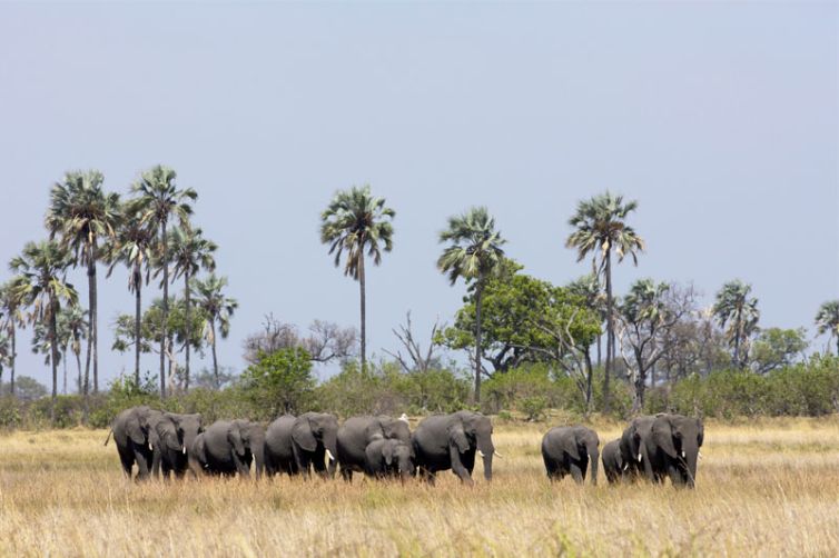 Selinda Camp Elephant Herd