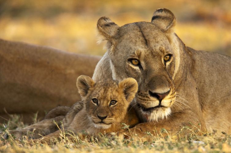 Selinda Camp Lioness and Cub
