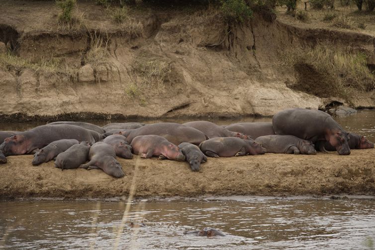 Serian's Nkorombo Mobile hippo pod out of water