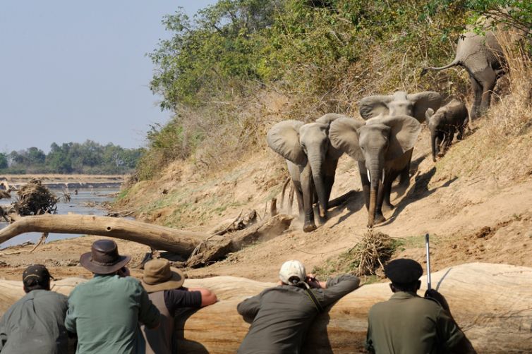 Shenton Safaris Elephant Hide
