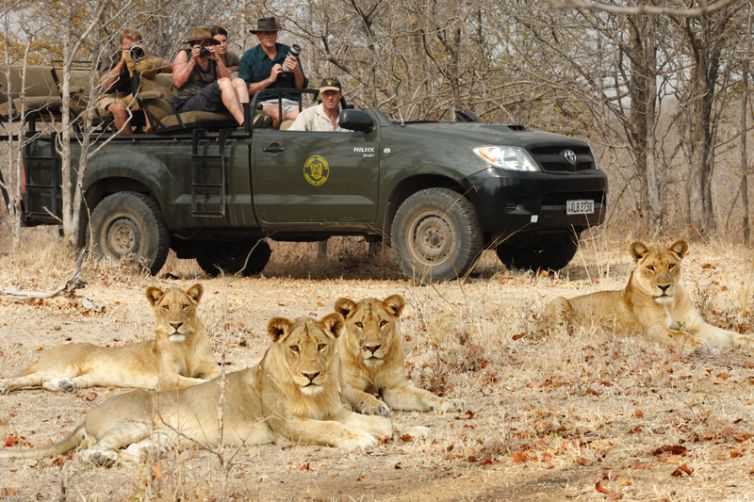 Shenton Safaris Game Drive Lion