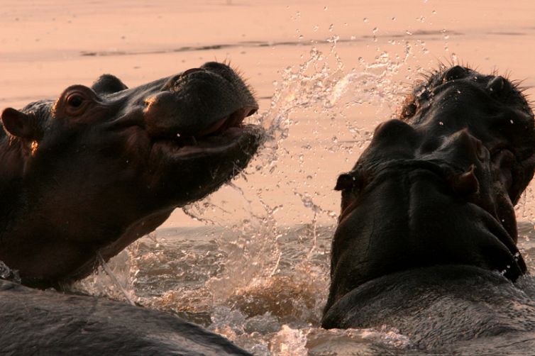 Shenton Safaris Hippo