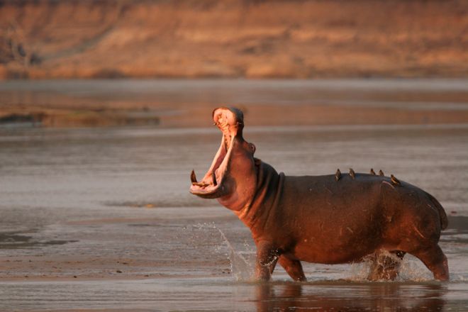 Shenton Safaris Hippo
