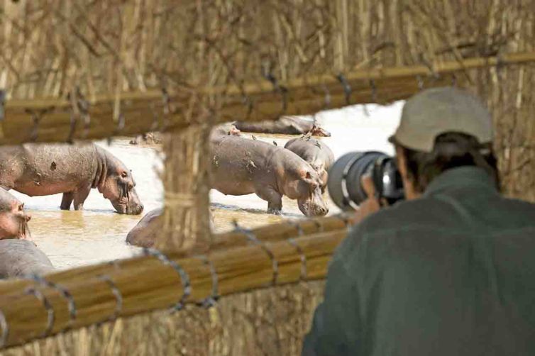 Shenton Safaris Hippo Hide