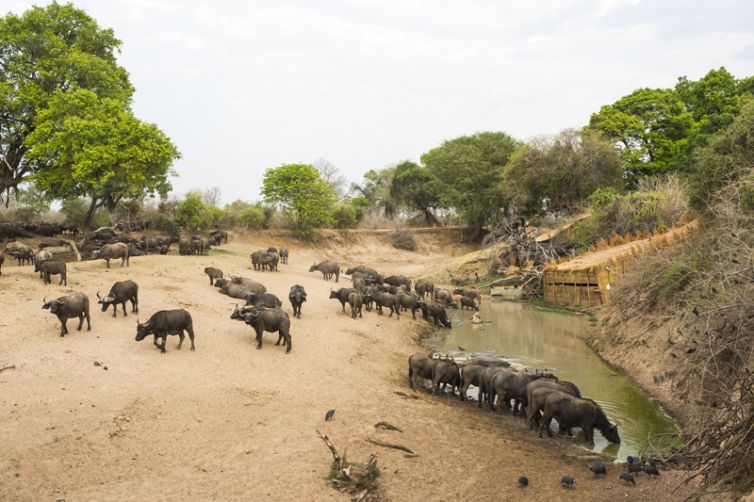 Shenton Safaris Last Waterhole Hide Buffalo