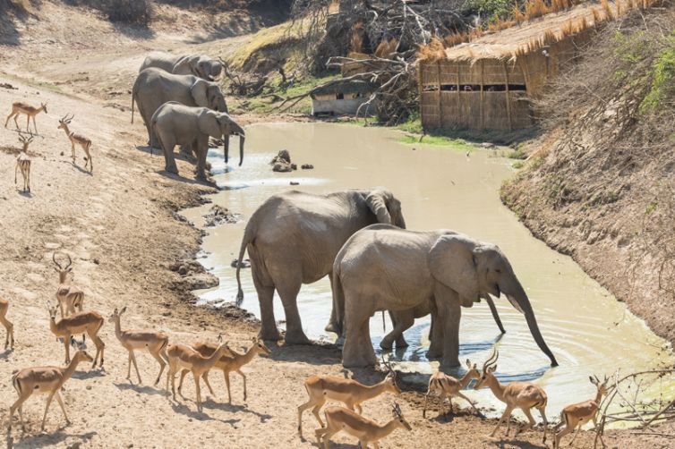 Shenton Safaris Last Waterhole Hide Elephants